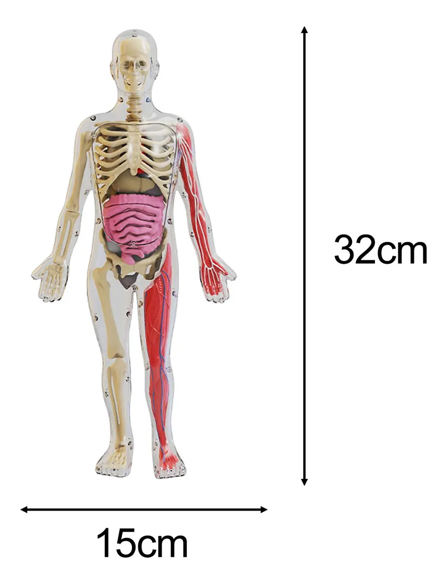 Kits De Cuerpo Humano, Material Didáctico De Juguete
